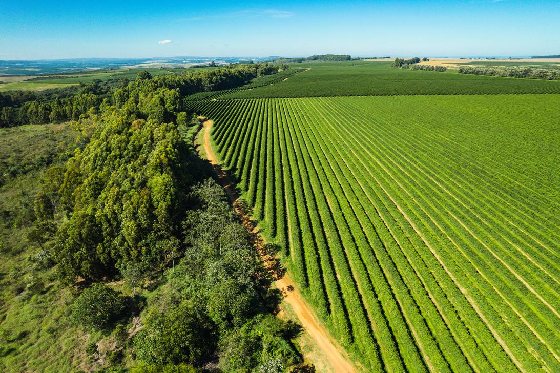 Vista aérea de lavoura de café com faixa de mata nativa ao lado