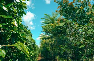 Cafezal com árvores intercaladas e céu azul